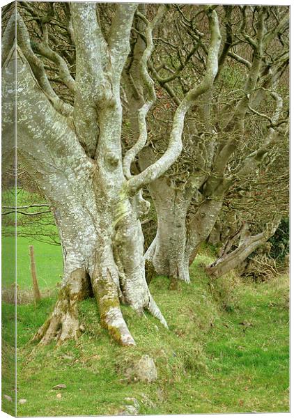  An Ancient Hedgerow on Exmoor Canvas Print by graham young