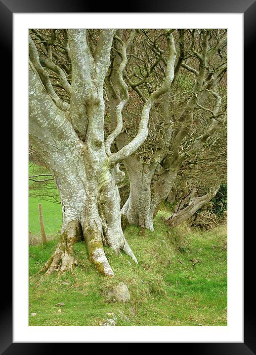  An Ancient Hedgerow on Exmoor Framed Mounted Print by graham young