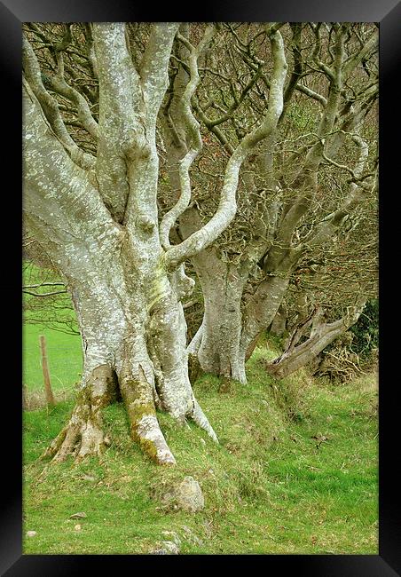  An Ancient Hedgerow on Exmoor Framed Print by graham young