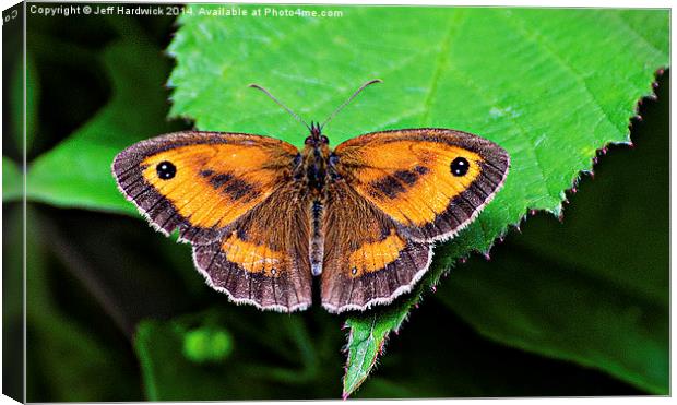  Gatekeeper Butterfly.. Canvas Print by Jeff Hardwick