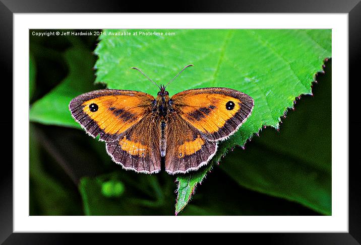  Gatekeeper Butterfly.. Framed Mounted Print by Jeff Hardwick