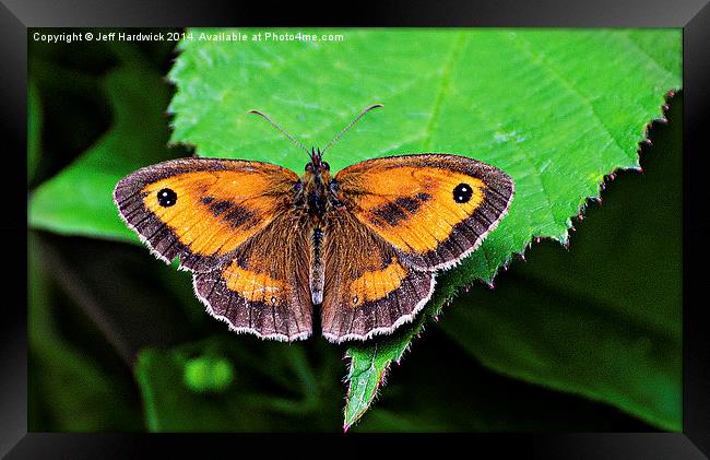  Gatekeeper Butterfly.. Framed Print by Jeff Hardwick