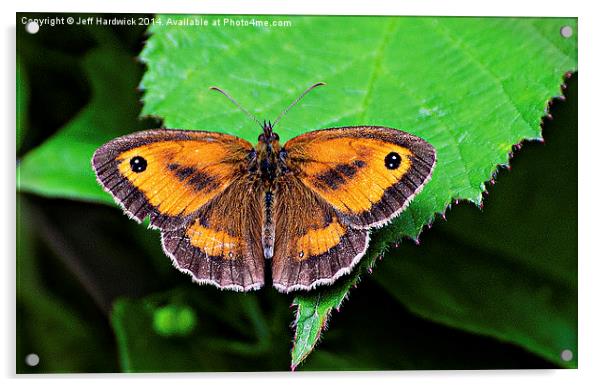  Gatekeeper Butterfly.. Acrylic by Jeff Hardwick