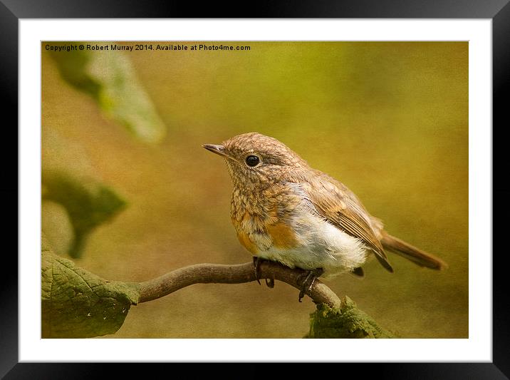  Young robin Framed Mounted Print by Robert Murray