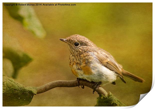  Young robin Print by Robert Murray