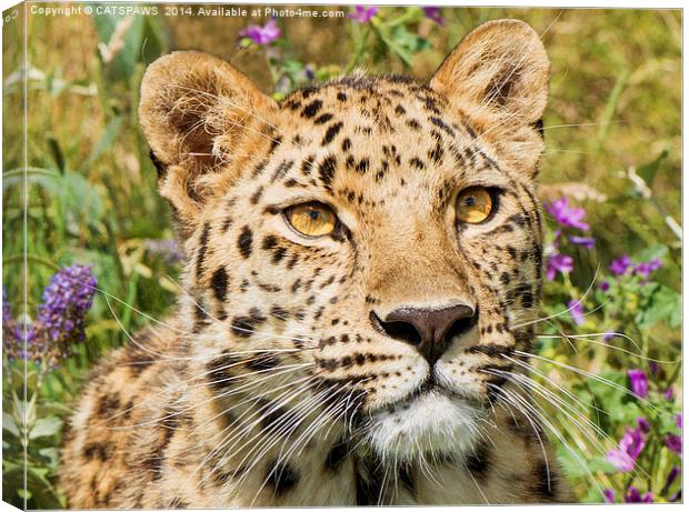  LEOPARD LOVE Canvas Print by CATSPAWS 