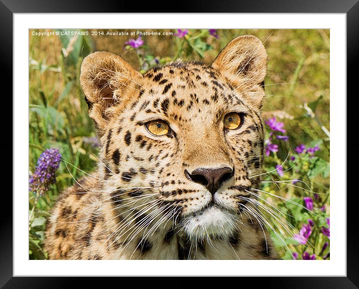  LEOPARD LOVE Framed Mounted Print by CATSPAWS 