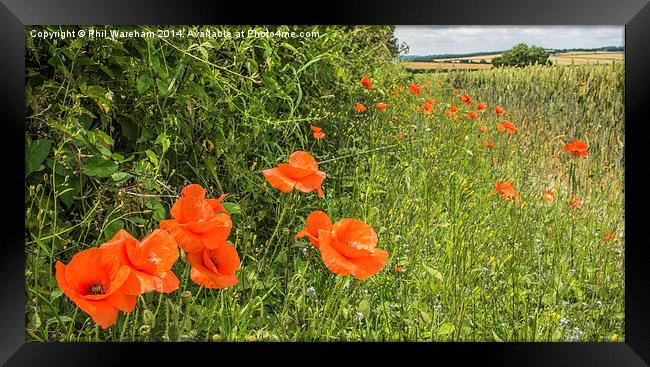  The edge of the field Framed Print by Phil Wareham