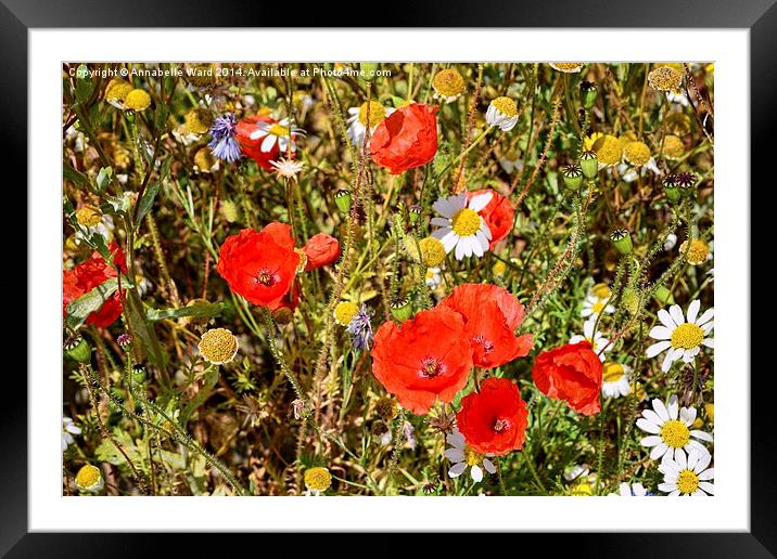  Wild Flowers Framed Mounted Print by Annabelle Ward