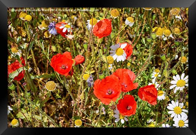  Wild Flowers Framed Print by Annabelle Ward