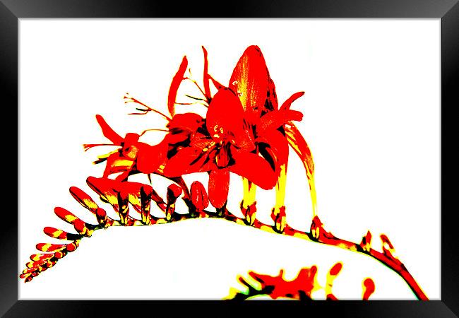 A studly in red and yellow Framed Print by Ian Young