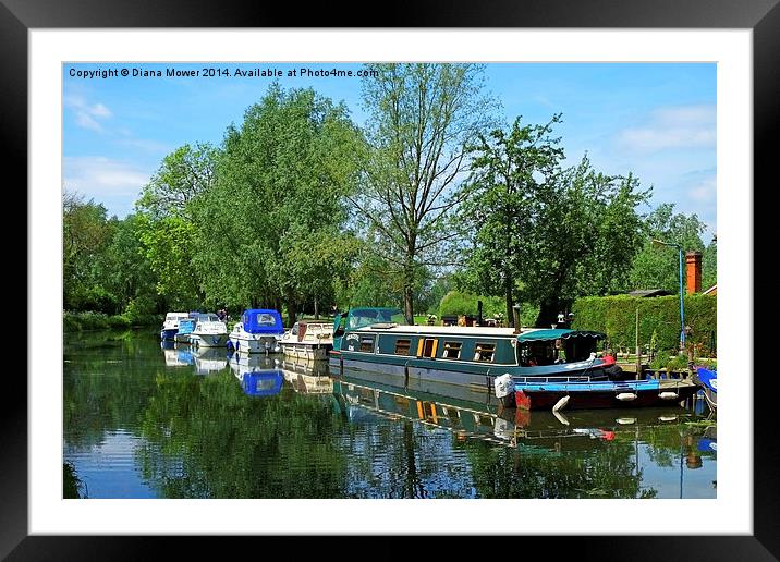  River Chelmer  Framed Mounted Print by Diana Mower