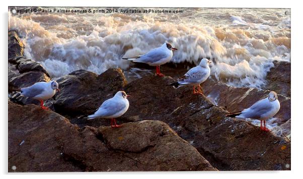  Seagulls.2+3=5 Acrylic by Paula Palmer canvas