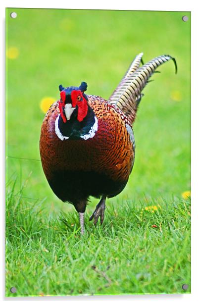 Ring Neck Pheasant Acrylic by Jim kernan