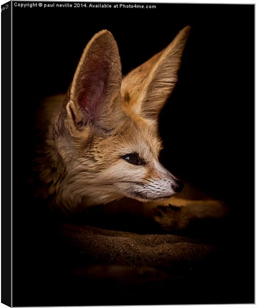  Fennic fox Canvas Print by paul neville
