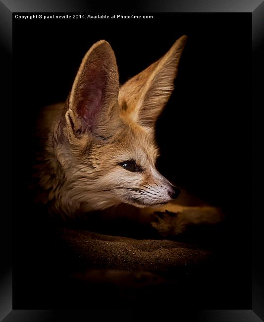  Fennic fox Framed Print by paul neville