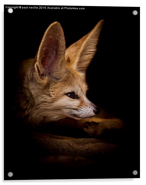  Fennic fox Acrylic by paul neville