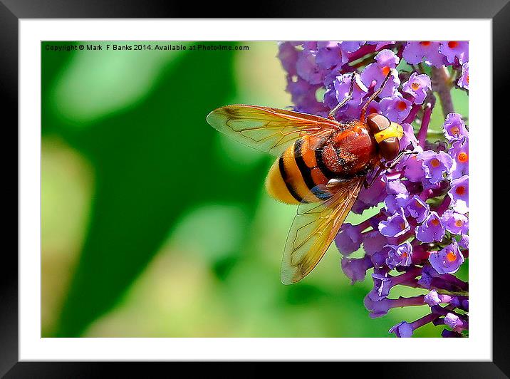  Hoverfly  Volucella Zonaria Framed Mounted Print by Mark  F Banks