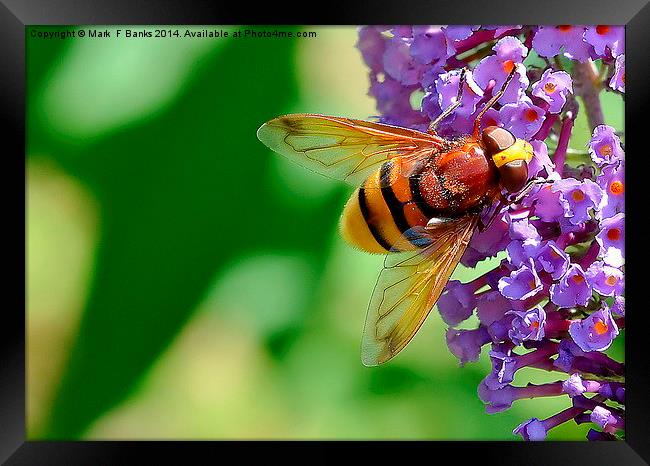  Hoverfly  Volucella Zonaria Framed Print by Mark  F Banks