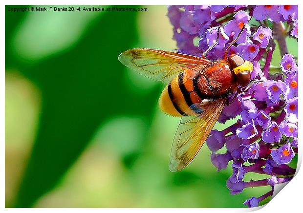  Hoverfly  Volucella Zonaria Print by Mark  F Banks