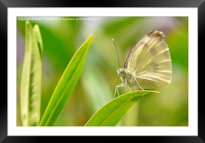  Small White Butterfly Framed Mounted Print by Mark  F Banks
