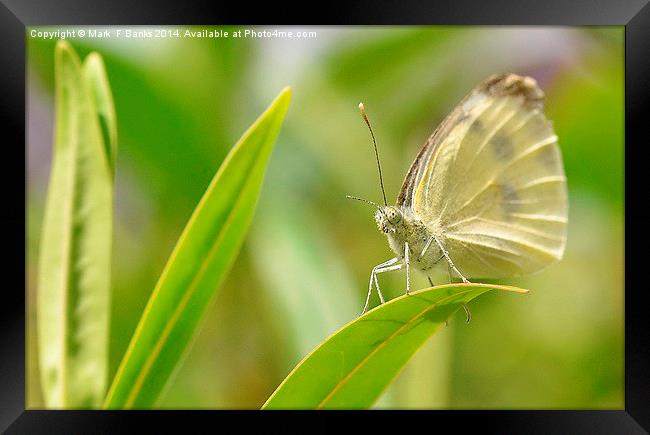  Small White Butterfly Framed Print by Mark  F Banks