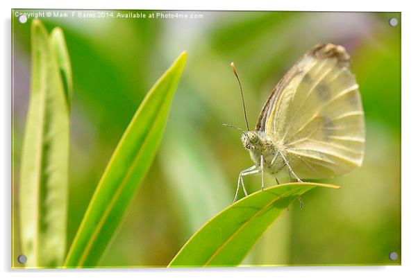  Small White Butterfly Acrylic by Mark  F Banks