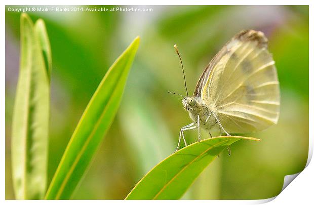  Small White Butterfly Print by Mark  F Banks