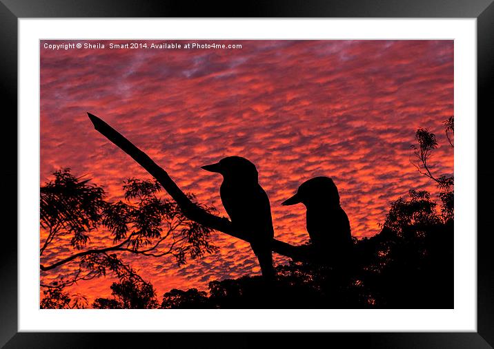  Kookaburras at sunset Framed Mounted Print by Sheila Smart
