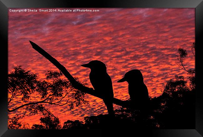  Kookaburras at sunset Framed Print by Sheila Smart
