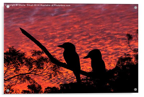  Kookaburras at sunset Acrylic by Sheila Smart
