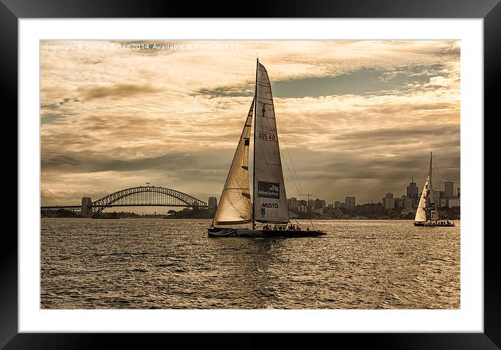  Yachts on Sydney Harbour Framed Mounted Print by Sheila Smart