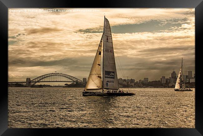 Yachts on Sydney Harbour Framed Print by Sheila Smart