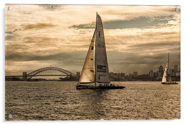  Yachts on Sydney Harbour Acrylic by Sheila Smart
