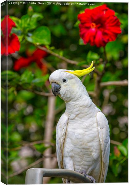  Sulphur crested cockatoo with hibiscus Canvas Print by Sheila Smart
