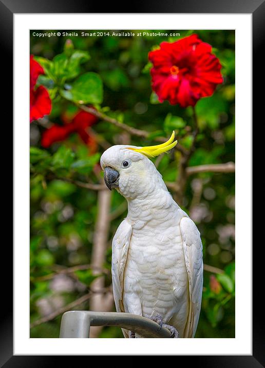  Sulphur crested cockatoo with hibiscus Framed Mounted Print by Sheila Smart