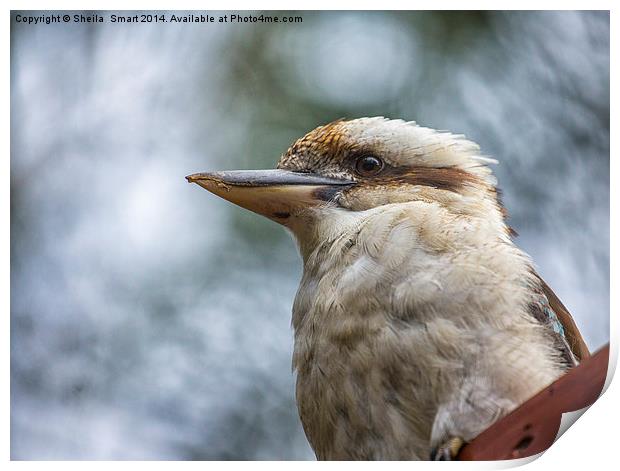  Kookaburra close up Print by Sheila Smart