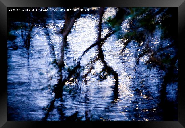  Mangrove reflection Framed Print by Sheila Smart