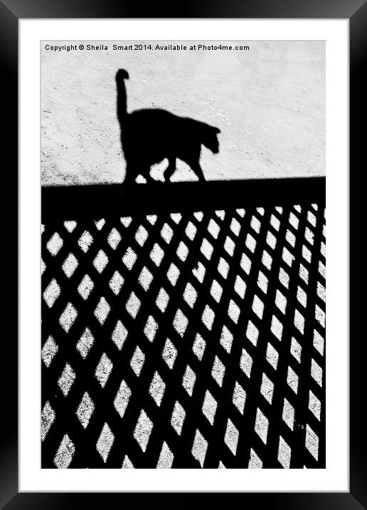  Cat shadow Framed Mounted Print by Sheila Smart