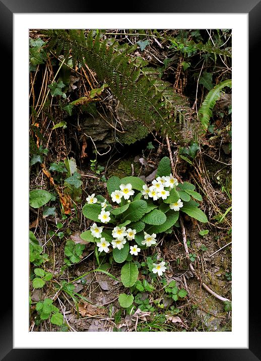 primroses and ferns  Framed Mounted Print by graham young