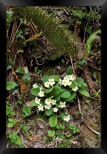 primroses and ferns  Framed Print by graham young