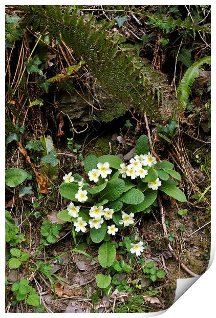 primroses and ferns  Print by graham young
