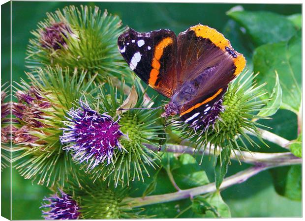 Red Admiral Canvas Print by Ellie Rose