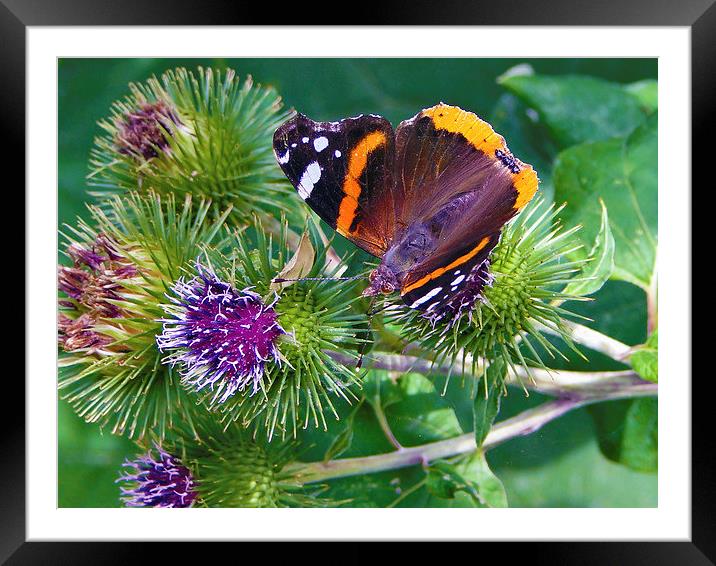 Red Admiral Framed Mounted Print by Ellie Rose