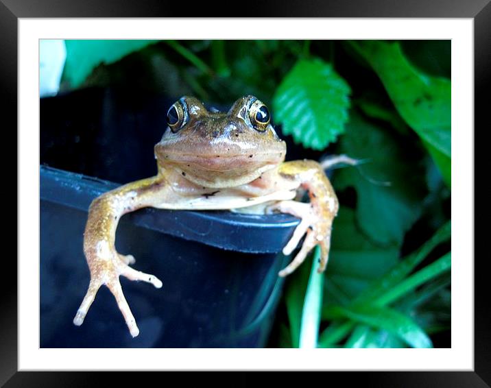  Frog Framed Mounted Print by Sarah Barratt