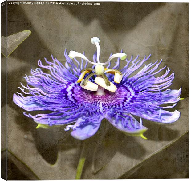  Bee Passionate Canvas Print by Judy Hall-Folde