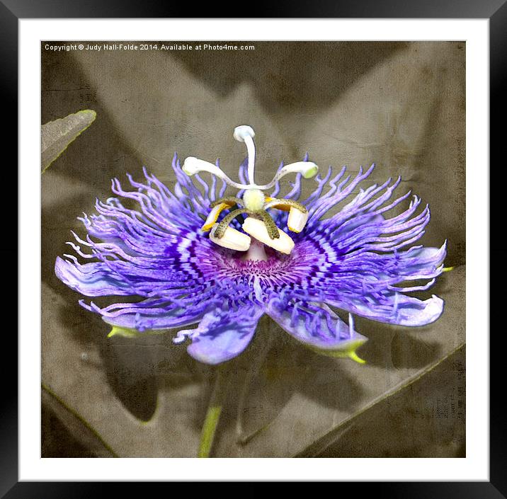  Bee Passionate Framed Mounted Print by Judy Hall-Folde