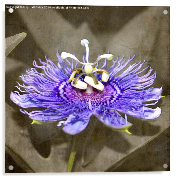  Bee Passionate Acrylic by Judy Hall-Folde