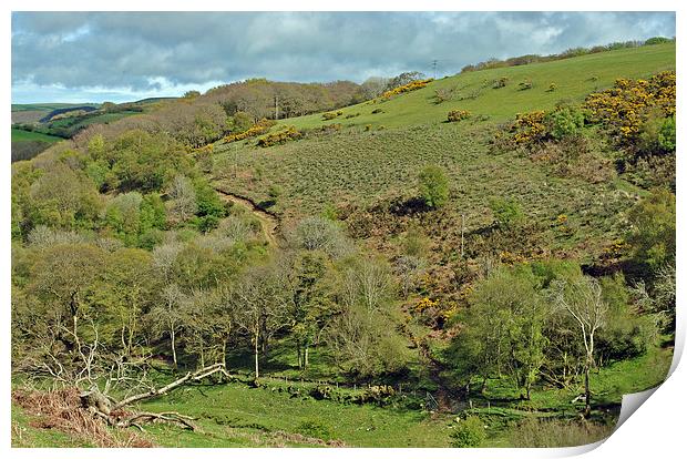 Exmoor  Print by graham young