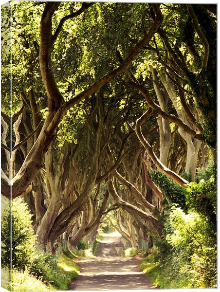  The Dark Hedges Canvas Print by Stephen Maxwell
